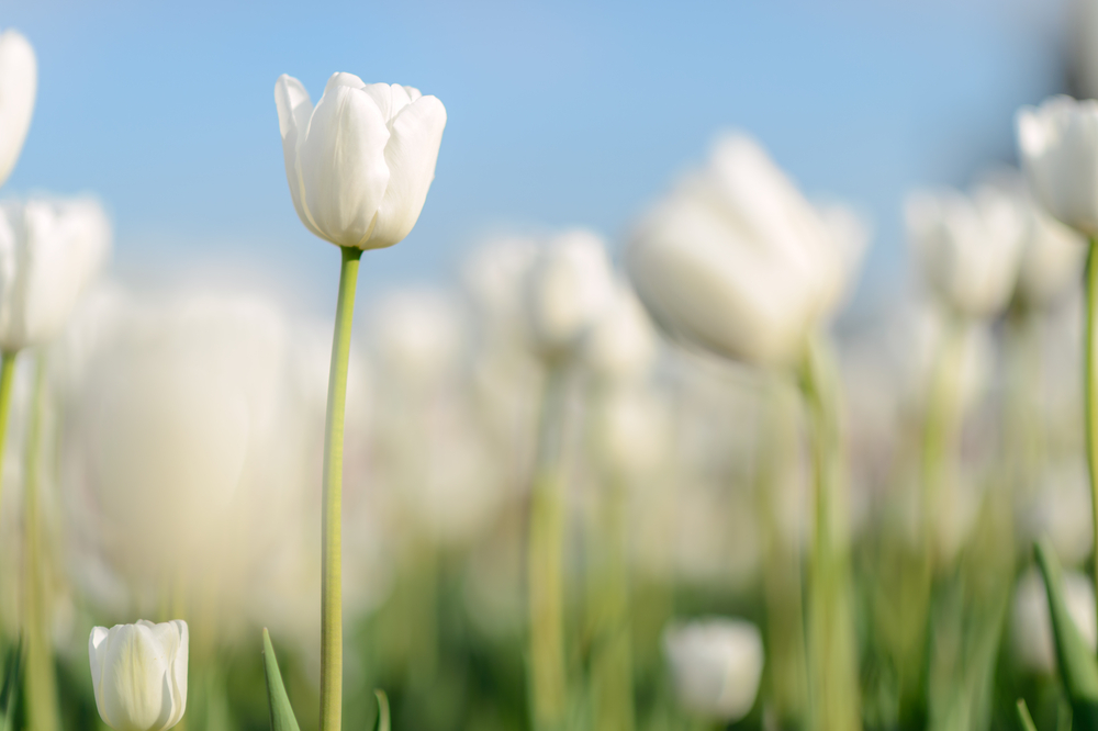 tipos de flores